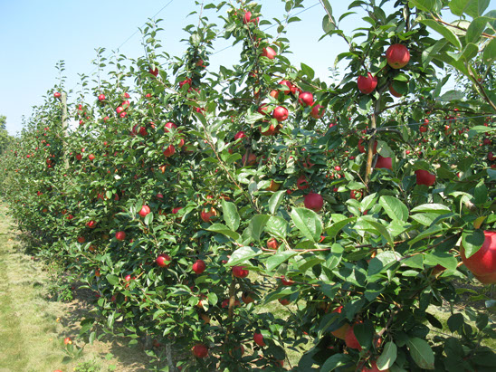 Rows of low apple trees heavy with red fruit under a blue sky