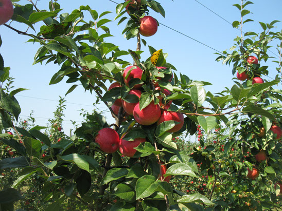 Red apples ripening on a branch against the sky