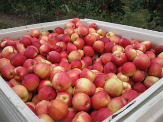 A wooden bin heaped with freshly picked apples