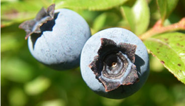Two ripe blueberries on the bush